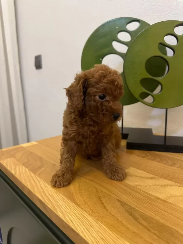 Sakarya’da Sevimli Toy Poodle Yavruları