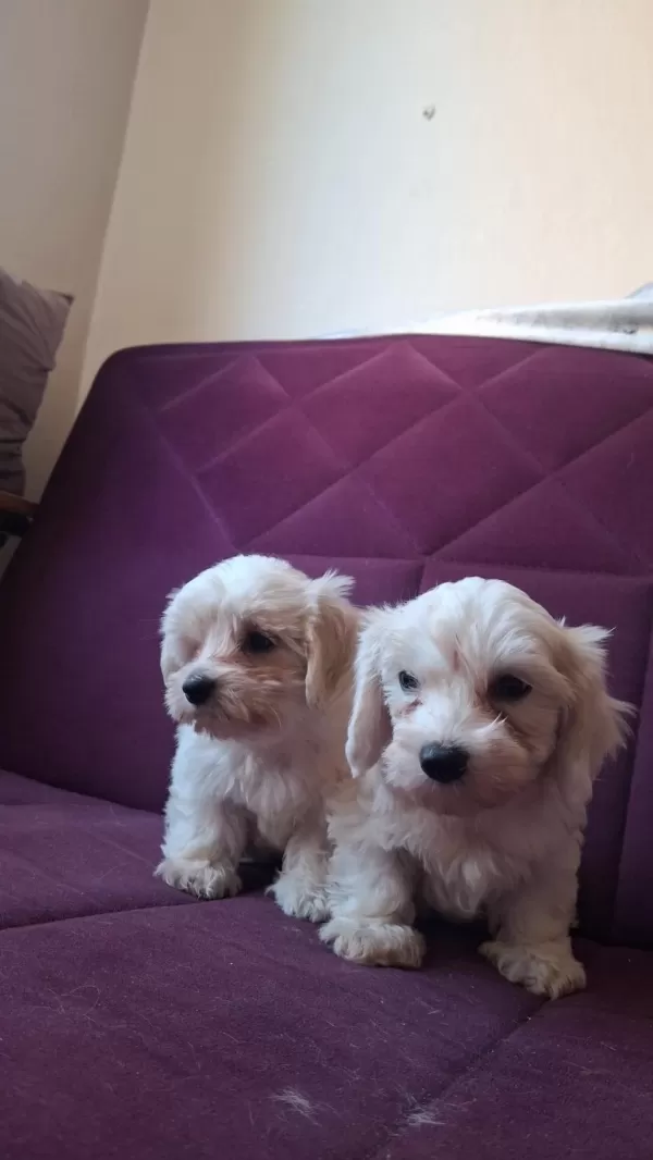 Kore Maltese Bebekler