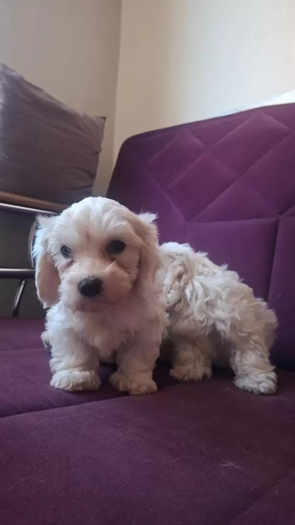Kore Maltese Bebekler
