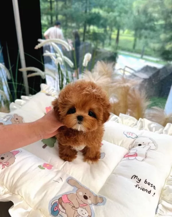 Korean Toy Poodle Yavrularim
