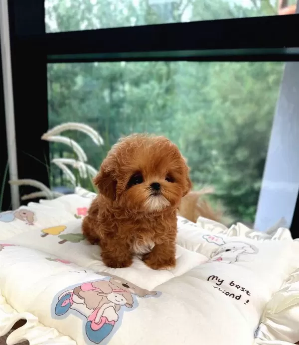 Korean Toy Poodle Yavrularim