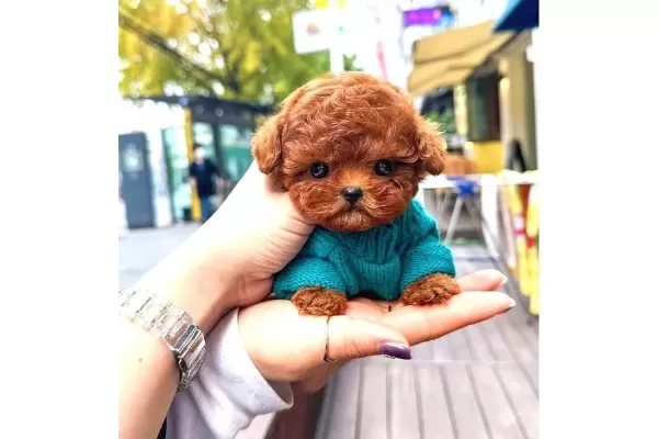 Toy Poodle Yavrularim