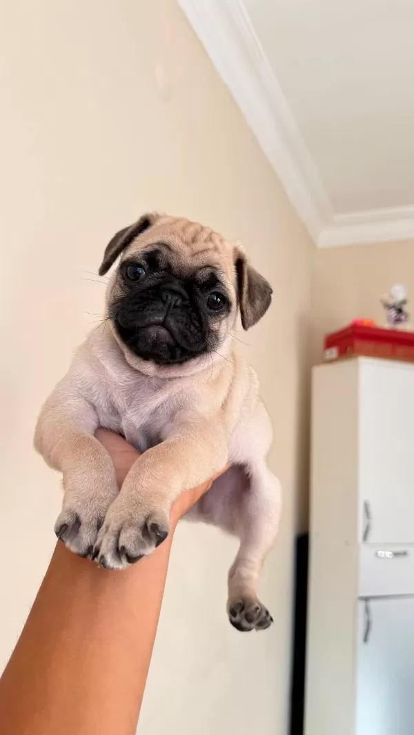2 Aylık Yavru Pug Orijinal Erkek