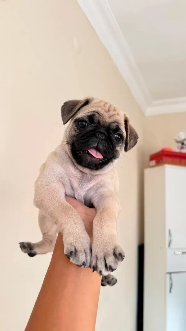 2 Aylık Yavru Pug Orijinal Erkek