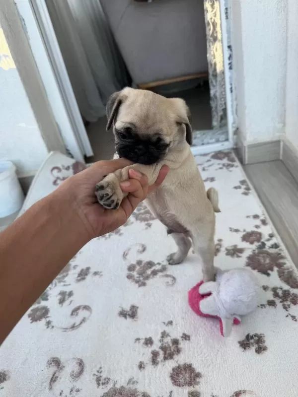 2 Aylık Yavru Pug Orijinal Erkek