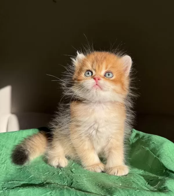 Golden Ny11 Mükemmel Kalite British Longhair