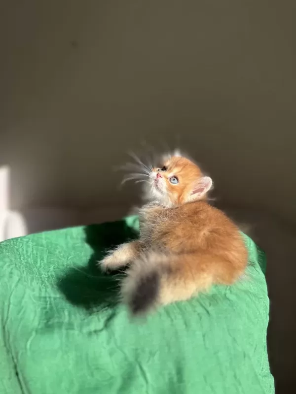 Golden Ny11 Mükemmel Kalite British Longhair