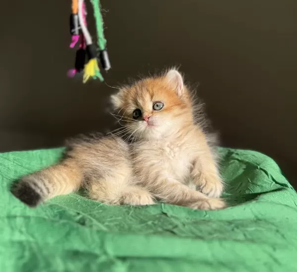 Golden Ny24 Mükemmel Yavru British Longhair