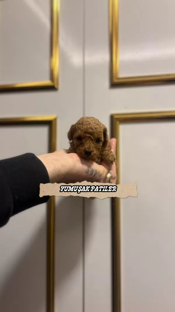 Sevimli İrk Toy Poodle