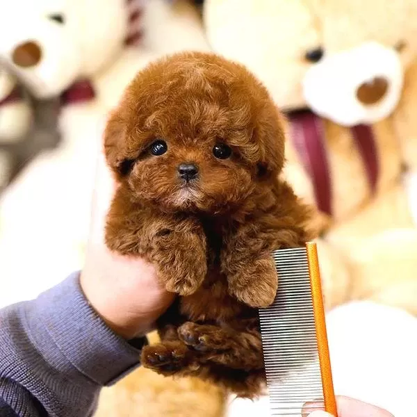Toy Poodle Yavrularim