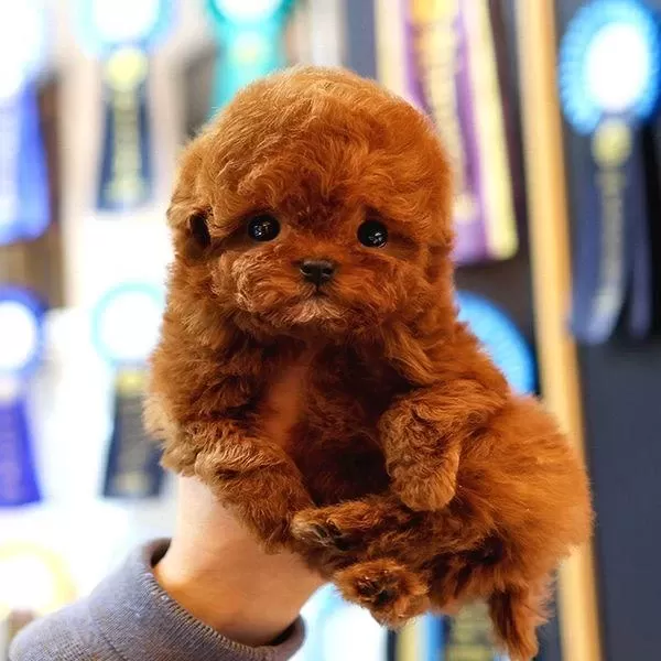 Toy Poodle Yavrularim