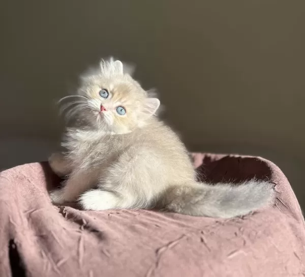 Nadir Renk Blue Golden Ay11 British Longhair