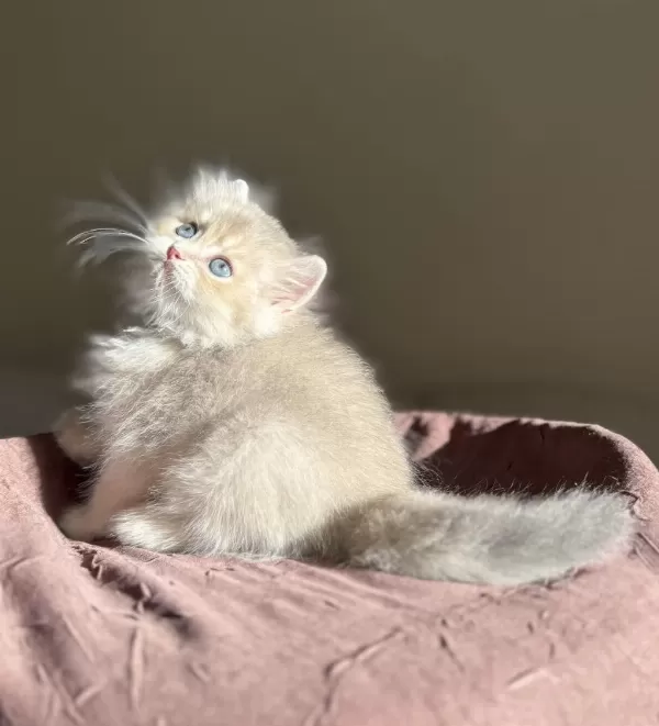 Nadir Renk Blue Golden Ay11 British Longhair