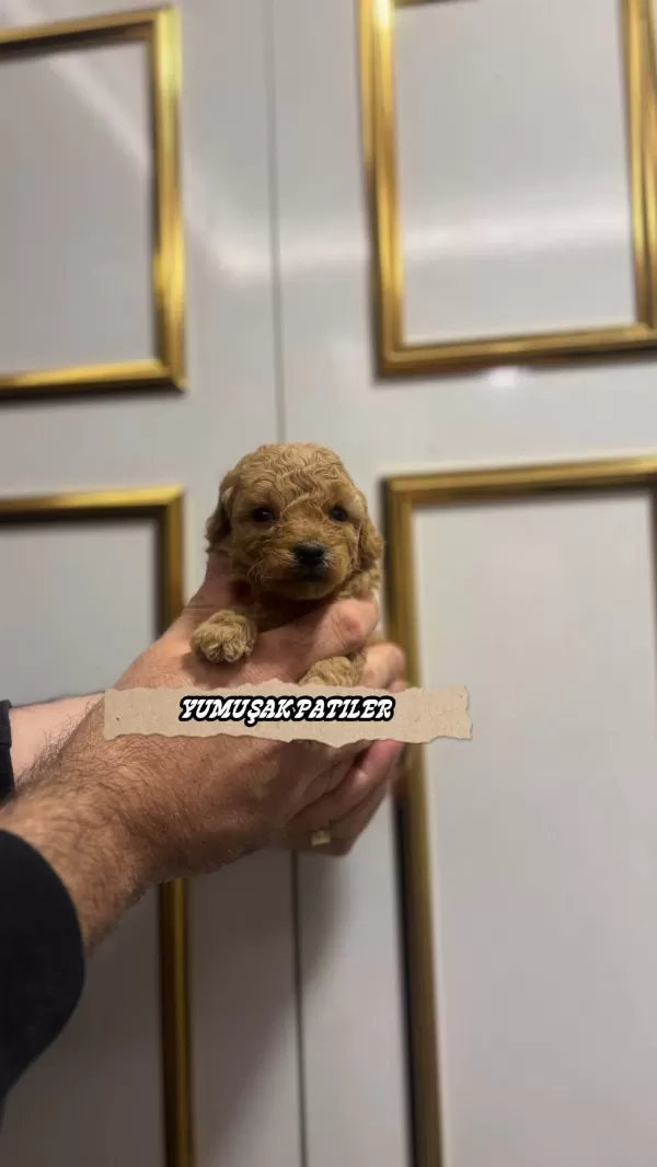 Sağlıklı Red Toy Poodle