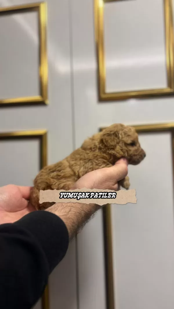 Sağlıklı Red Toy Poodle