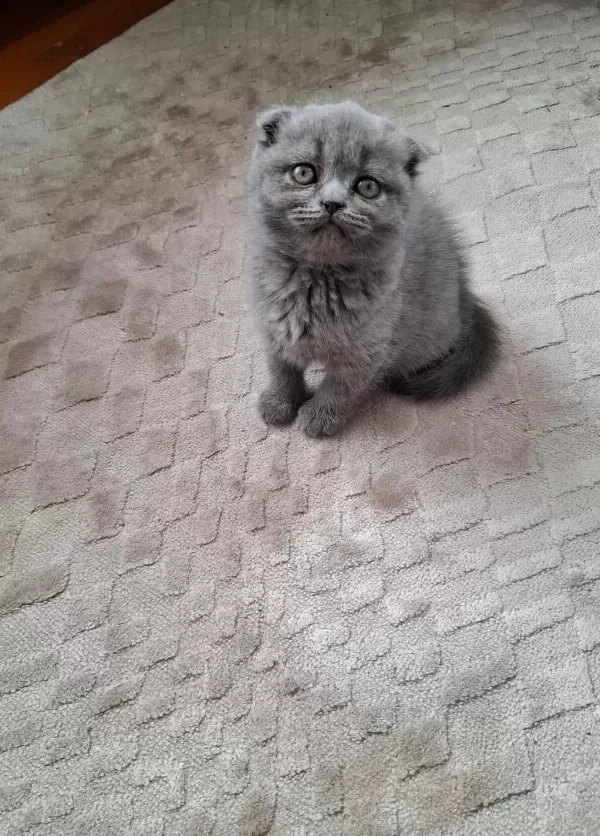 Kucuk Scottish Fold Minnaklarim