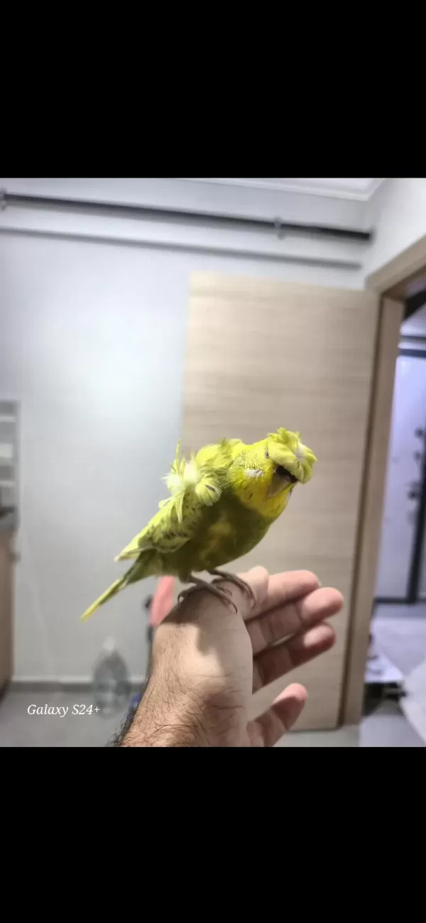 Sağlıklı Muhabbet Kuşumuz
