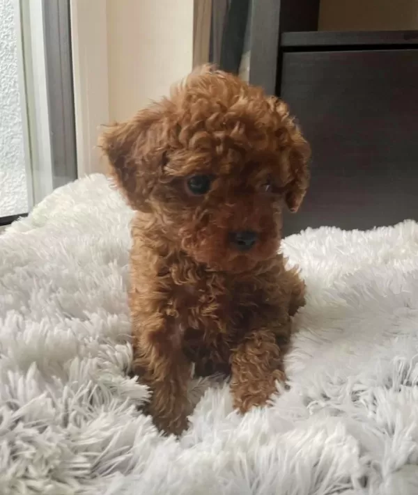 Sağlıklı Toy Poodle Bebekler