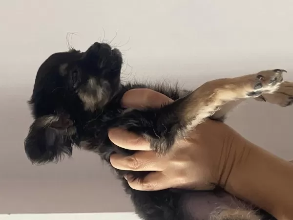 2 Aylık Erkek Teacup Chihuahua Yavrumuz