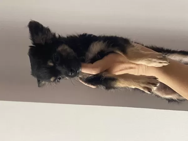 2 Aylık Erkek Teacup Chihuahua Yavrumuz