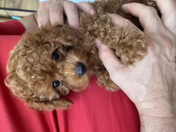 2 Aylık Teacup Dişi Toy Poodle Yavrumuz