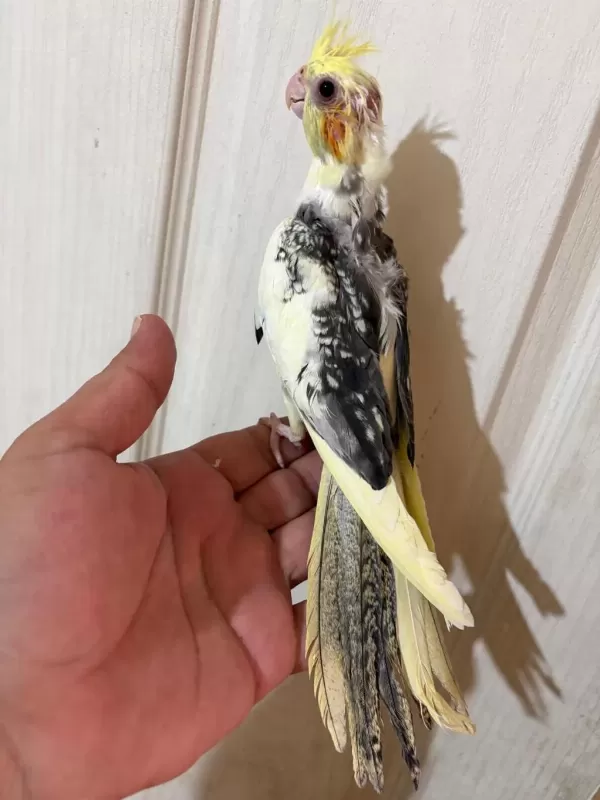 55 Günlük Uysal Sultan Bebek