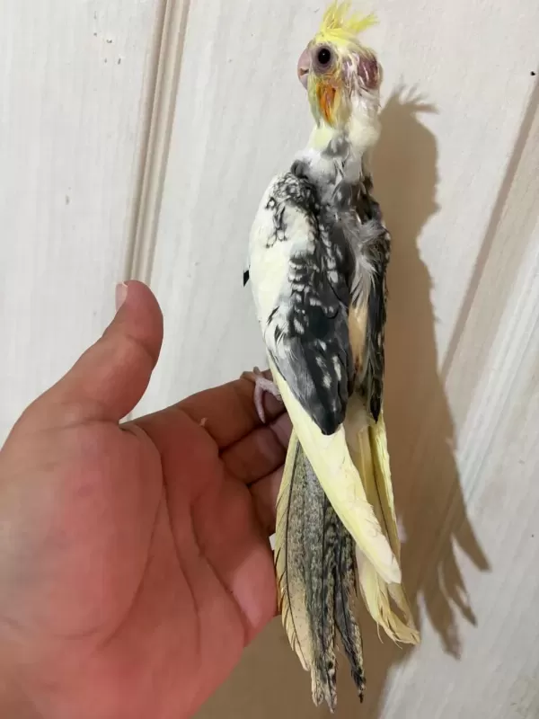 55 Günlük Uysal Sultan Bebek