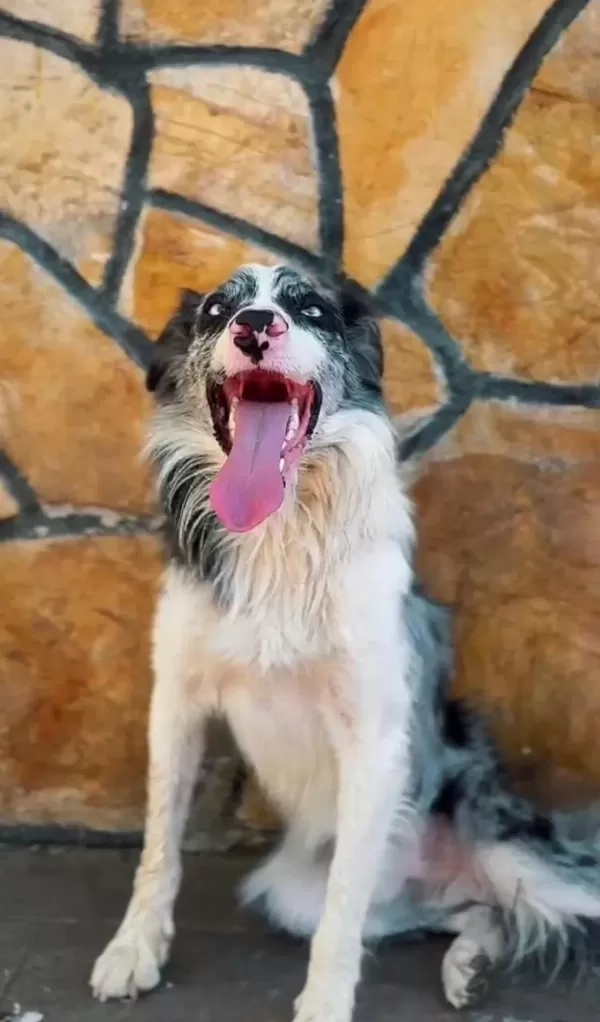 Yetişkin Border Collie Damizliklar Dişi Erkek