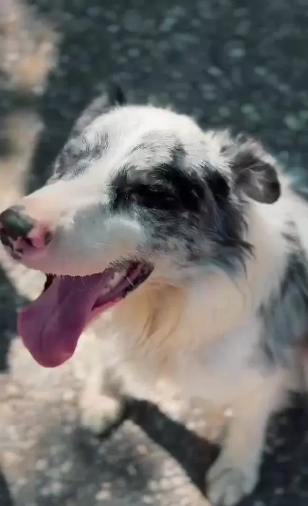 Yetişkin Border Collie Damizliklar Dişi Erkek