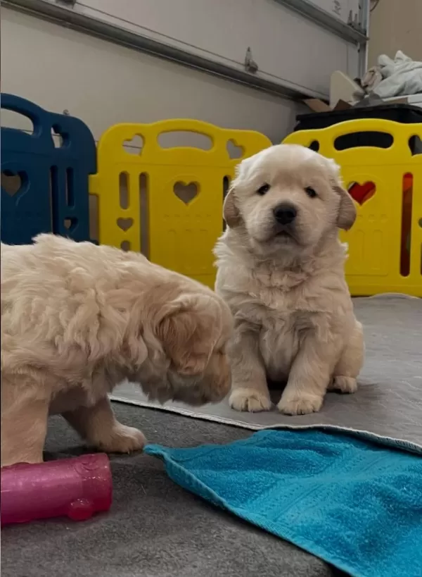 Evinizin Yeni Üyesi Golden Kapıda Ödeme Vardır