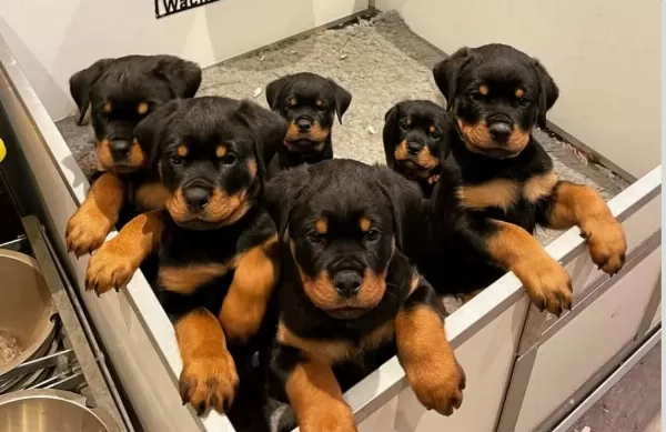 Evinizin Yeni Üyesi Rottweiler Kapıda Ödeme Vardır