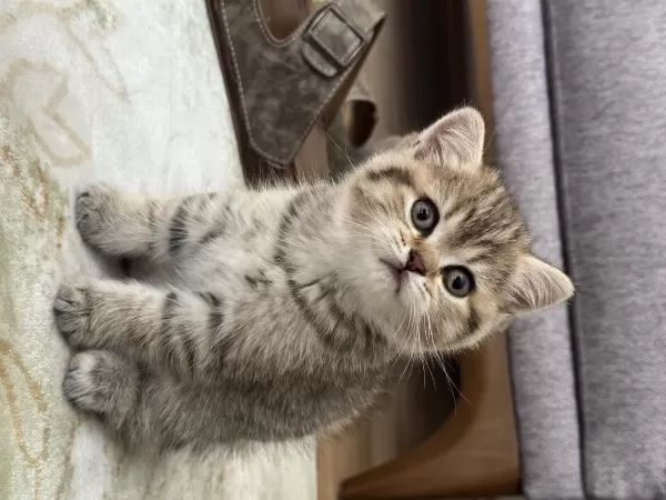 British Shorthair Yavrular
