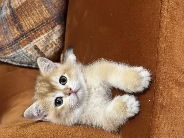 British Shorthair Yavrular