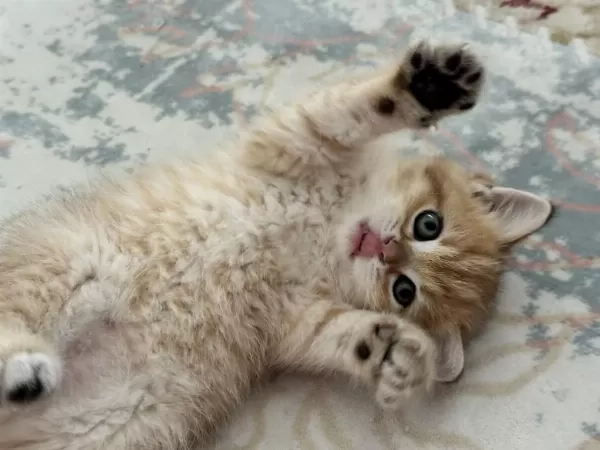 British Shorthair Yavrular
