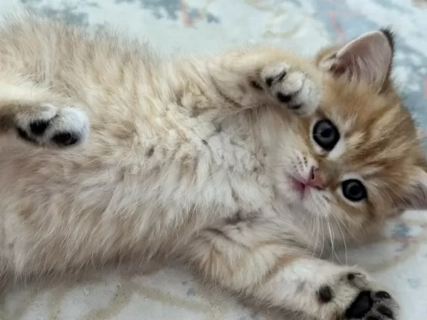 British Shorthair Yavrular