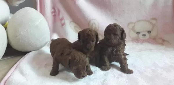 Ruhsatli Köpek Çiftliğinden Toy Poodle Yavrularimiz