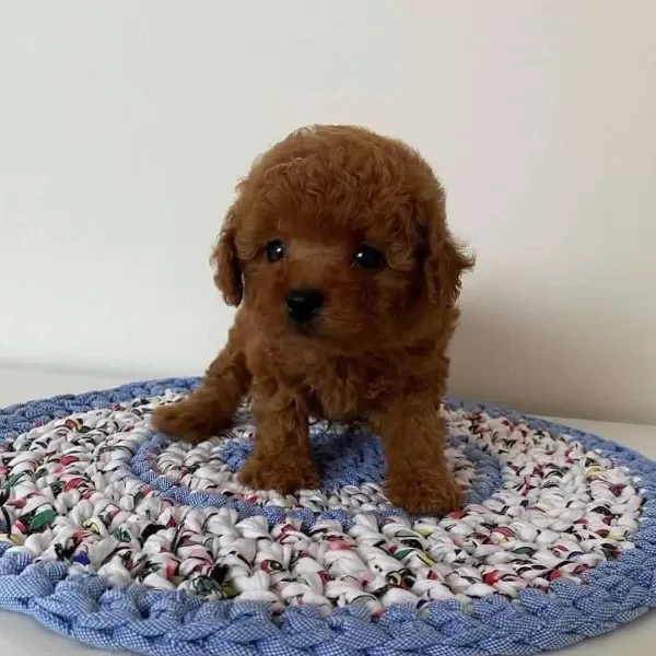 Toy Poodle Kore Kan Yavrularımız Red Brown