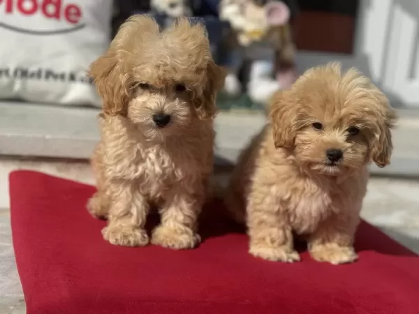 Petmode Köpek Çiftliğinden Maltipoo Yavrular
