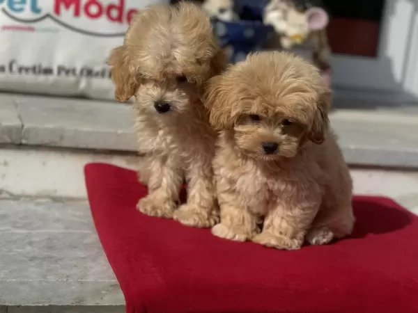 Petmode Köpek Çiftliğinden Maltipoo Yavrular
