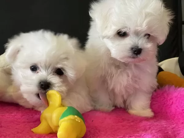 Petmode Köpek Çiftliğinden Kore Kan Maltese