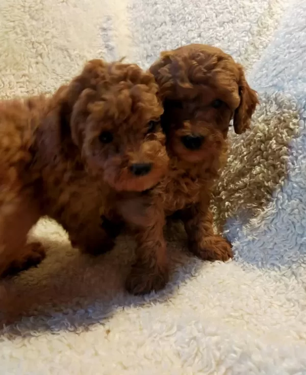 Petmode Köpek Çiftliğinde Ziyarete Açık Toy Poodle