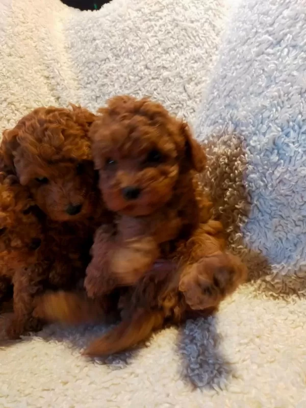 Petmode Köpek Çiftliğinde Ziyarete Açık Toy Poodle