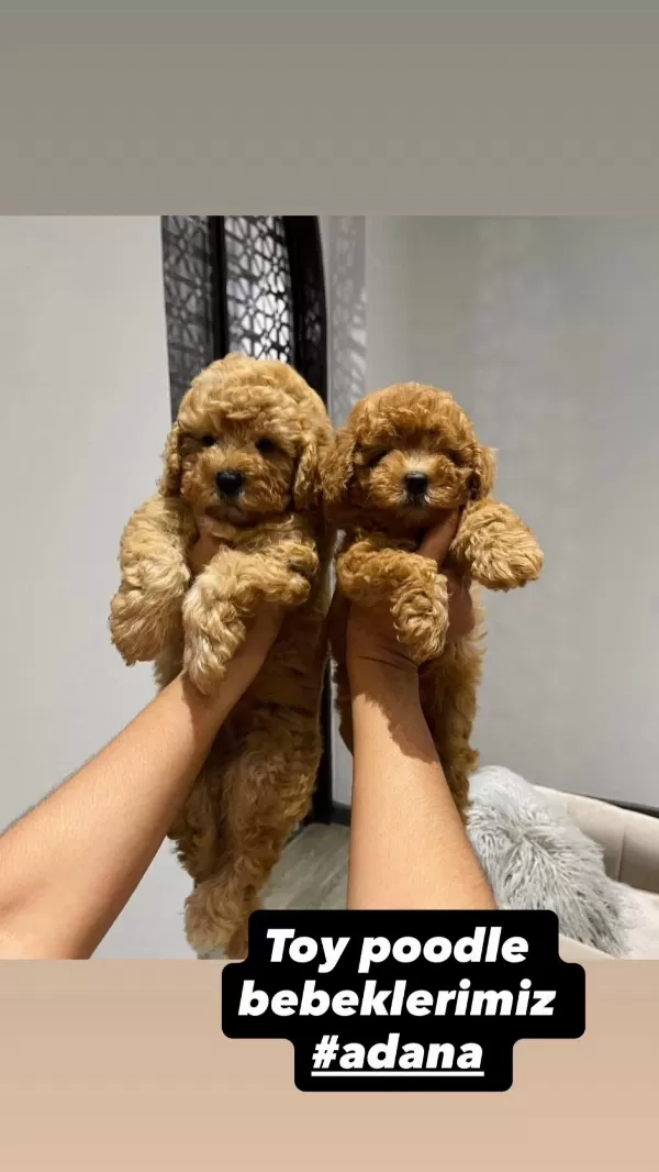 Sağlıklı Toy Poodle Yavrular
