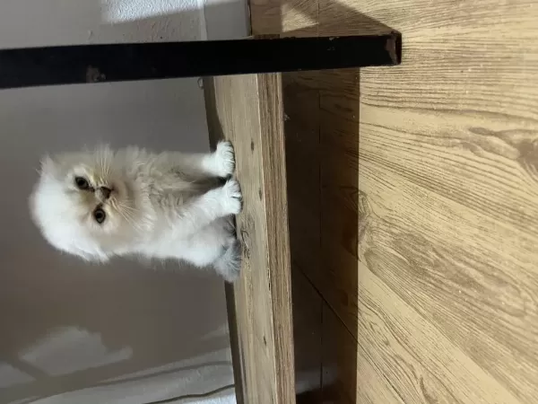 Minik Erkek Scottish Fold Oğlum