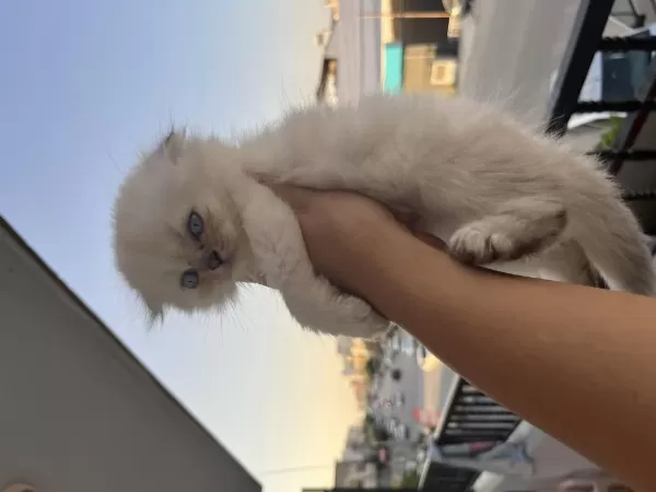Minik Erkek Scottish Fold Oğlum