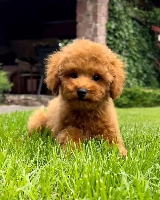 Dünya Tatlisi Poodle Yavrulari