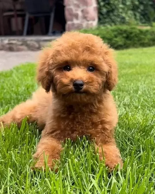 Dünya Tatlisi Poodle Yavrulari