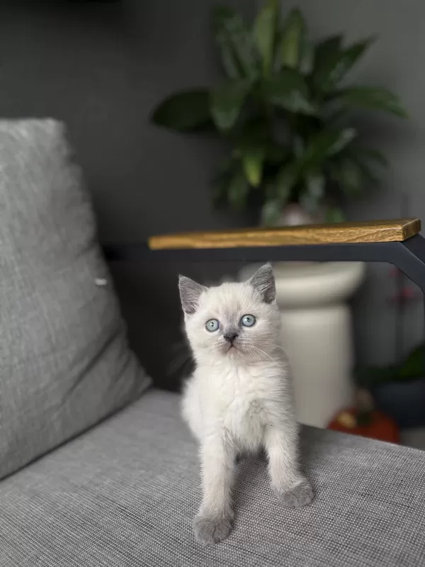 British Shorthair Blue Point Yavrularim