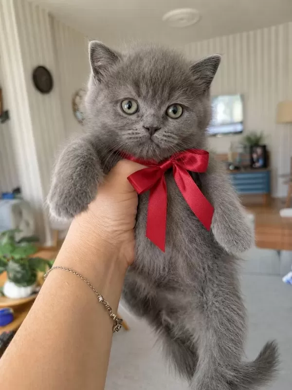 British Shorthair Gri Yavrularim