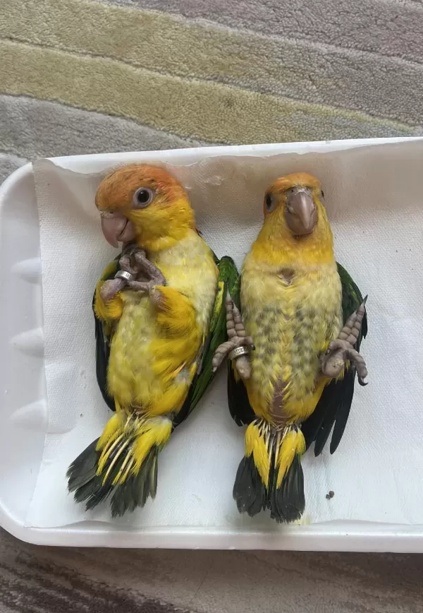 Caique El Besleme Bebekleri